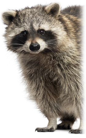 Racoon